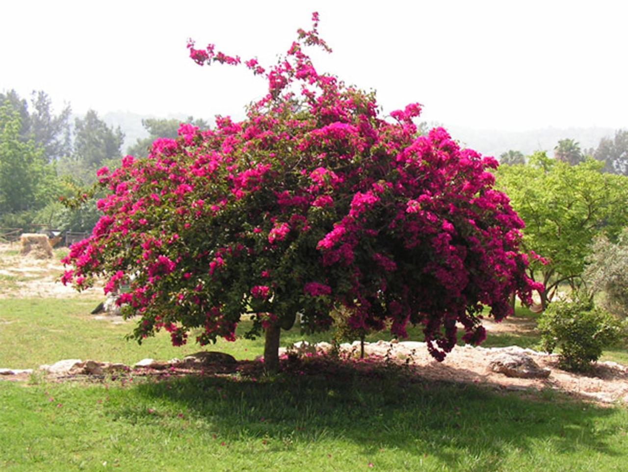 Amikam Meshek 81 משק 81 עמיקם Vila Exterior foto