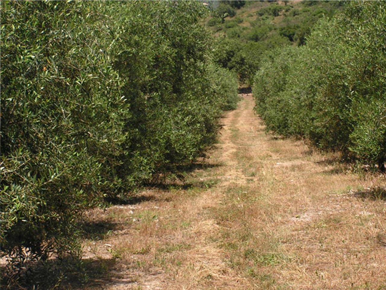 Amikam Meshek 81 משק 81 עמיקם Vila Exterior foto